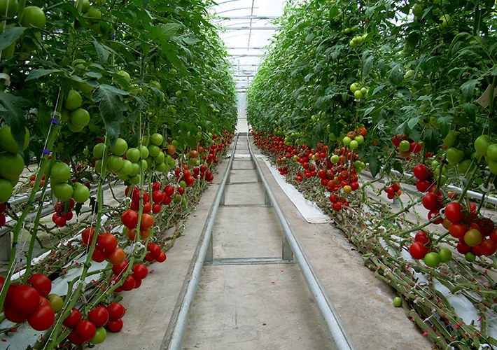 کاربرد اسید سولفوریک در باغ های انگور و گوجه فرنگی